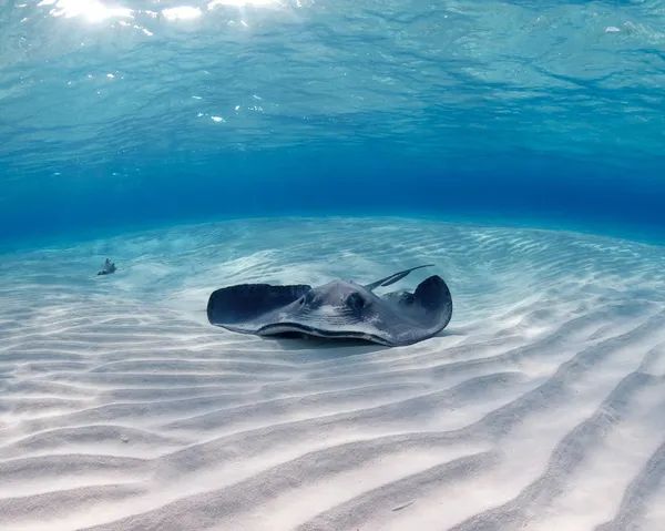 Güney Atlantik stingray dinlenme — Stok fotoğraf