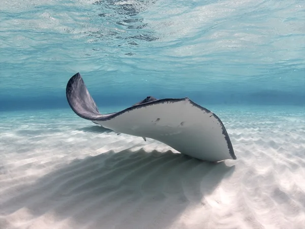 Güney Atlantik stingray