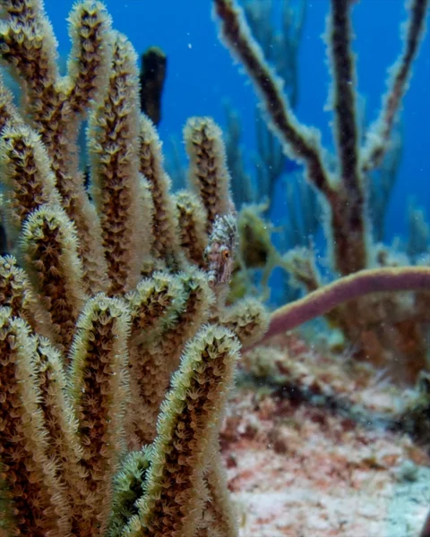 Sea rod coral — Stock Photo, Image