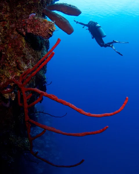 Diver ascending — Stock Photo, Image