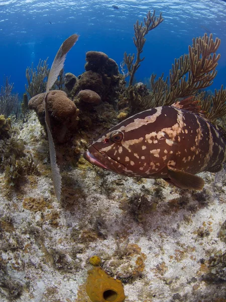 小开曼岛拿骚石斑鱼 — 图库照片