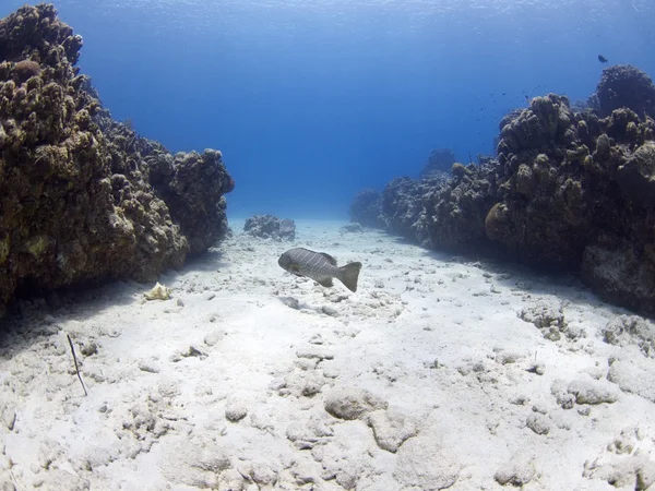 Underwater landscape — Stock Photo, Image