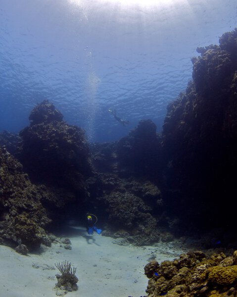 Two divers explore underwater world