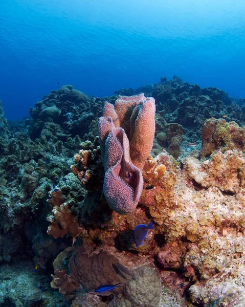 Underwater landscape — Stock Photo, Image