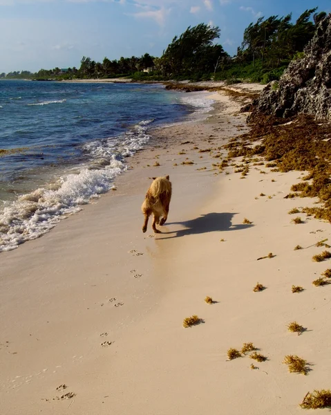 Kumsaldaki köpek.