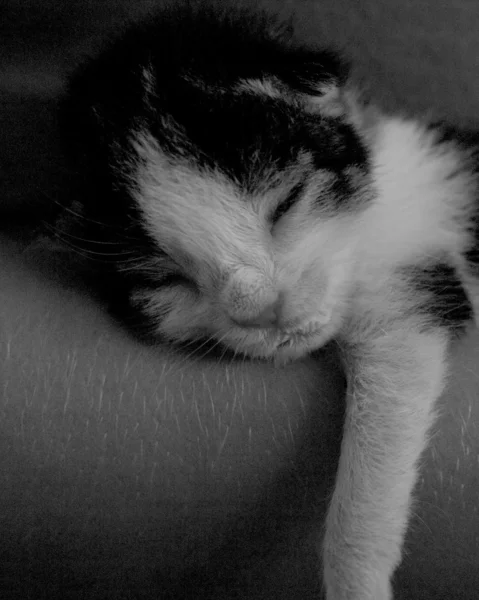 Kitty sover — Stockfoto