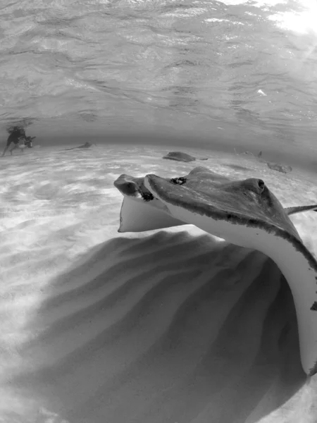 Güney Atlantik stingray Telifsiz Stok Fotoğraflar