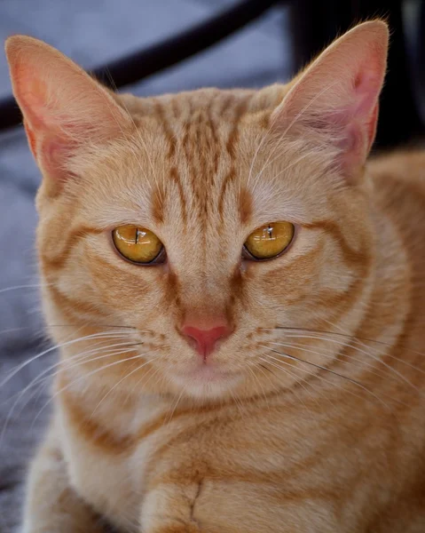 Zencefil kedi Stok Fotoğraf