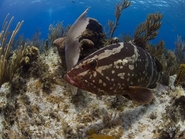 Nassau grouper pozowanie Zdjęcia Stockowe bez tantiem
