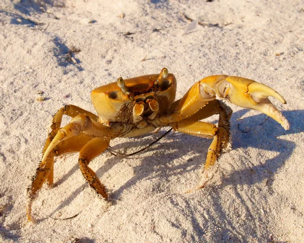 Krabben verteidigen Stockbild