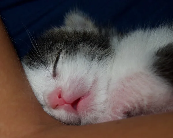 睡觉的小猫 图库图片