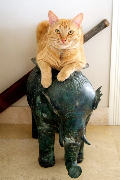 Büszke gyömbér macska Stock Kép