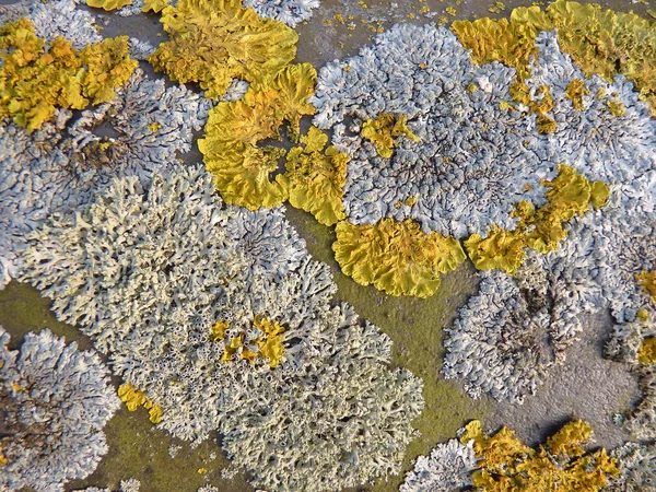 Ordinary yellow lichen Royalty Free Stock Images