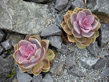 Sempervivum