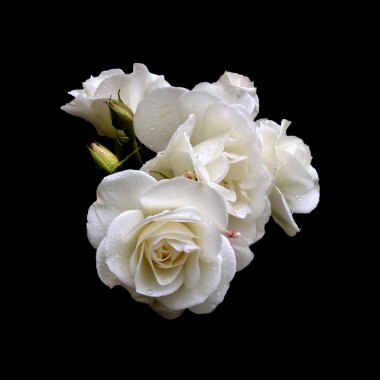 White roses clipart