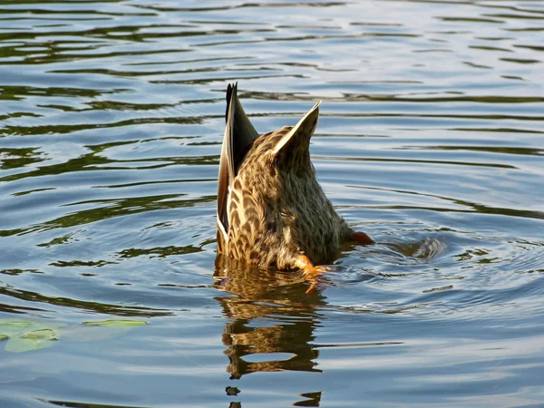 Stock image Diving duck