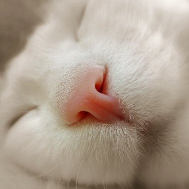 Sleeping cat clipart