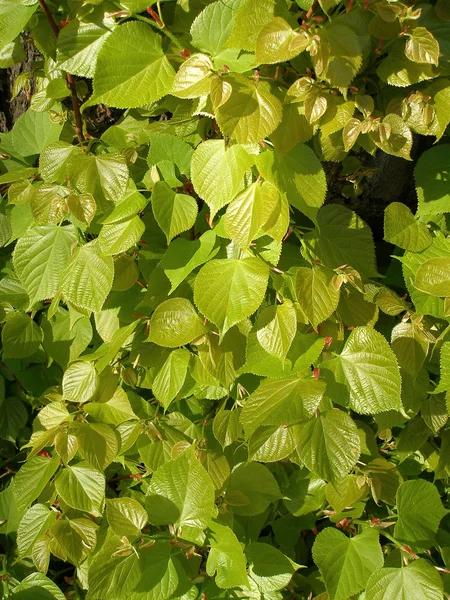 stock image Lime tree