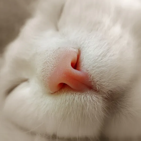 Gato adormecido Fotografia De Stock