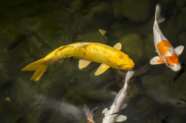 stock image Cyprinus carpio