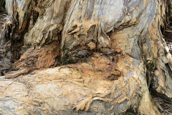 Δέντρο ρίζας υφή — Φωτογραφία Αρχείου