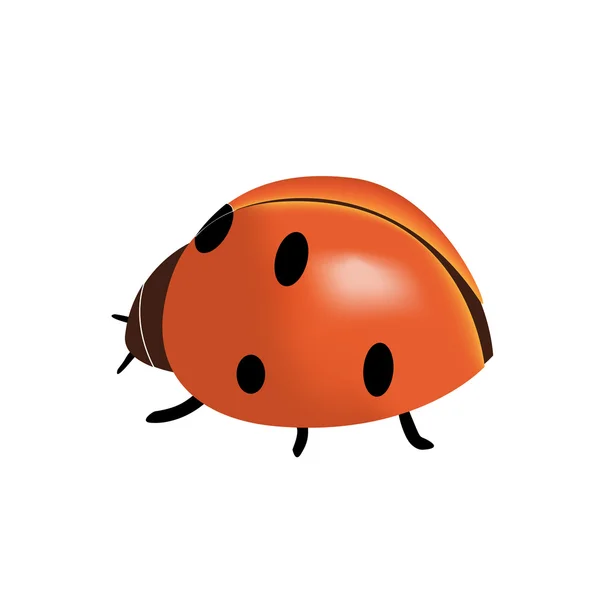 Vektör ladybird — Stok Vektör