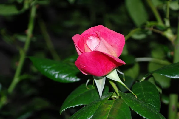 Rose à tige — Photo