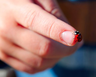 Ladybird el yakın Tarih