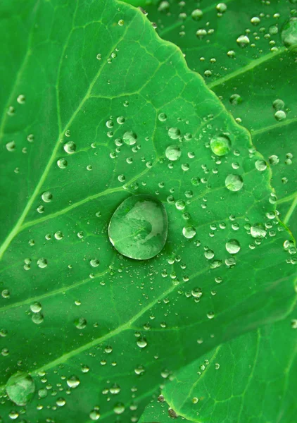 Stock image Water drops on green leaf background