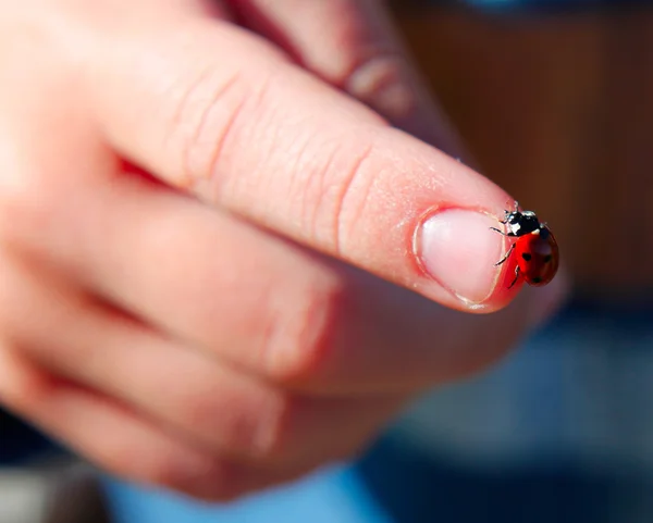 Stock image Ladybird on a hand close-up