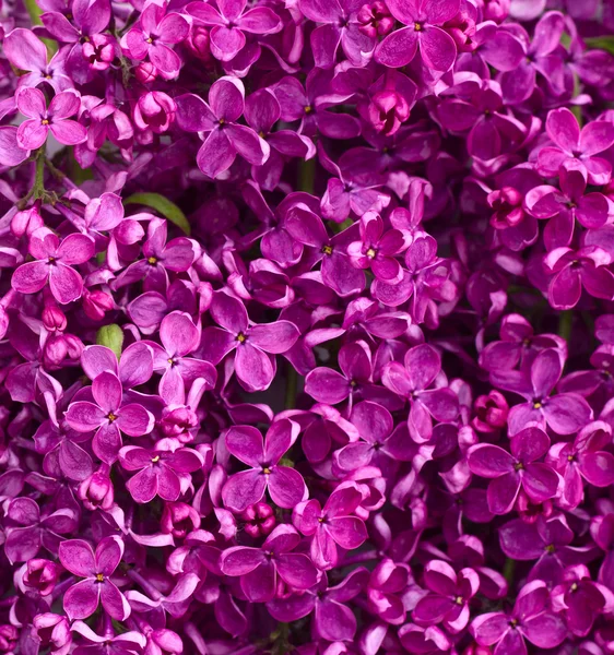 Fiori sfondo lilla — Foto Stock