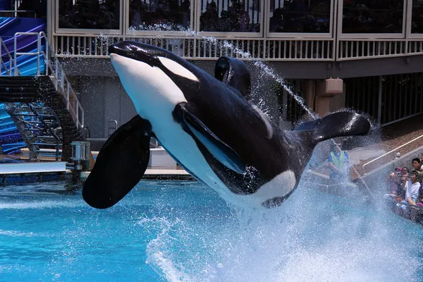 Killer whale Jumping- Seaworld - Shamu Show — Stock Photo, Image
