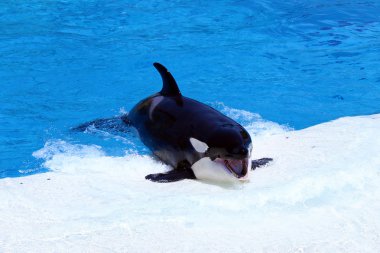 Killer whale Welcoming the Visitors - Seaworld - Shamu Show clipart