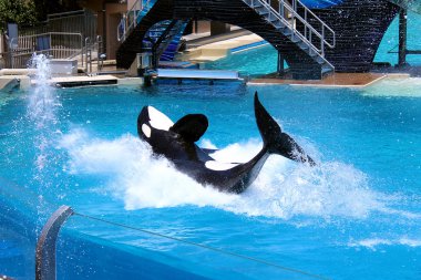 Killer Whale Splash - Seaworld - Shamu Show clipart