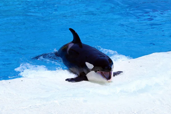 Killer whale Welcoming the Visitors - Seaworld - Shamu Show — Stock Photo, Image