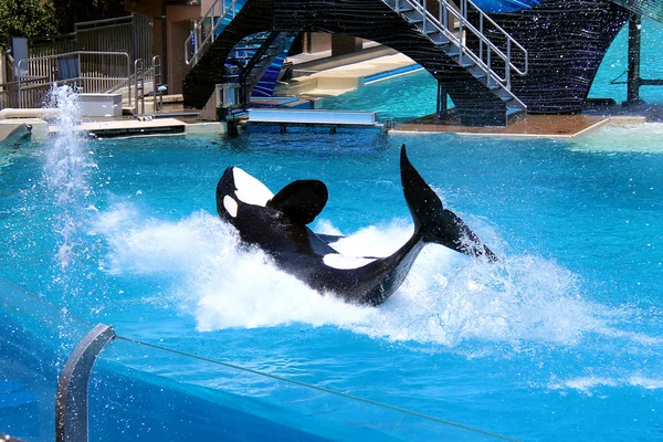 Killer Whale Splash - Seaworld - Shamu Show — Stock Photo, Image