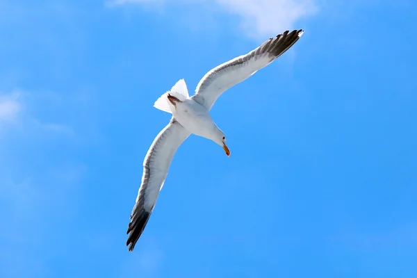 stock image Seagull