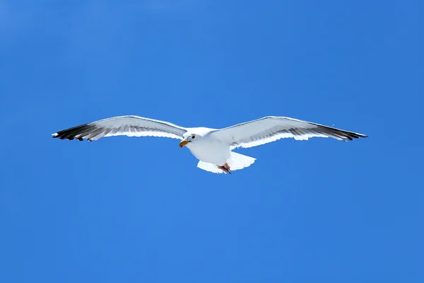 stock image Seagull