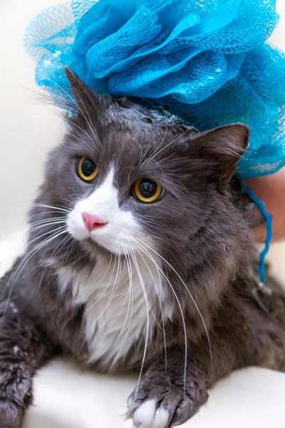 Chat Sous La Douche Photographie Raidtariq C