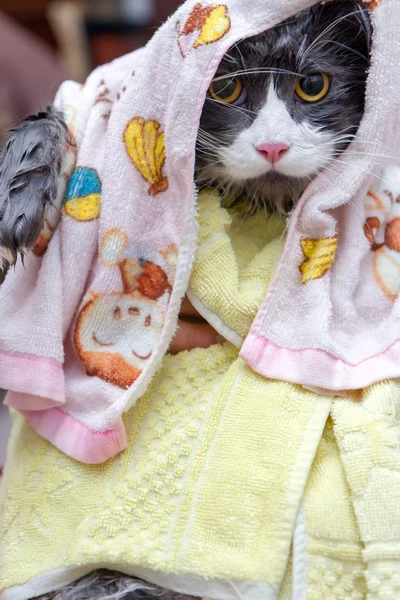 Cat after the hot shower