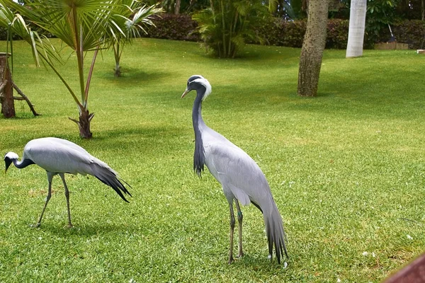 Herons in the park — Stock Photo, Image