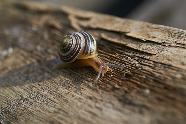 stock image Snail crawling in the garden at sunset