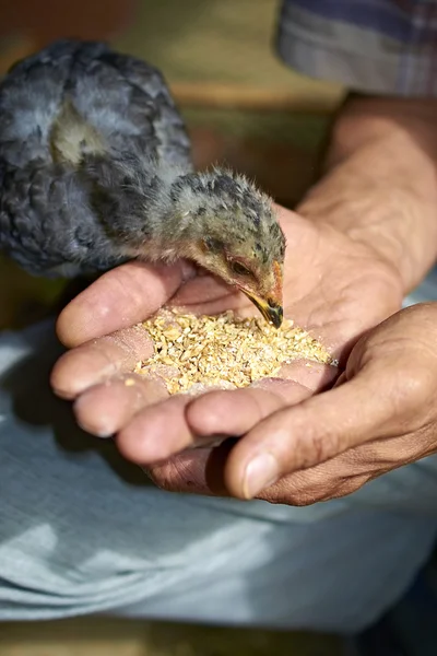 Alimentando as galinhas — Fotografia de Stock