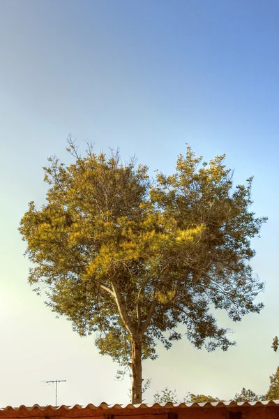 Drzewo serca — Zdjęcie stockowe