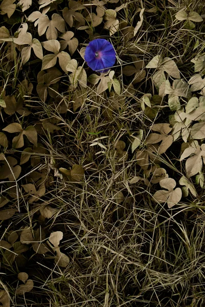 Flor de polvo —  Fotos de Stock