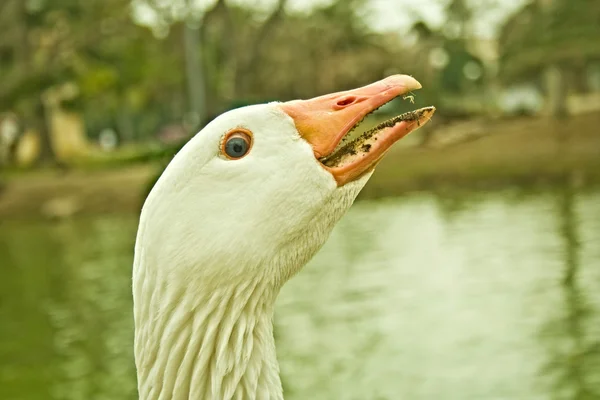 Ördek göz — Stok fotoğraf
