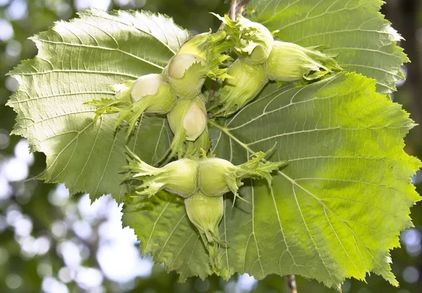 stock image Hazelnut