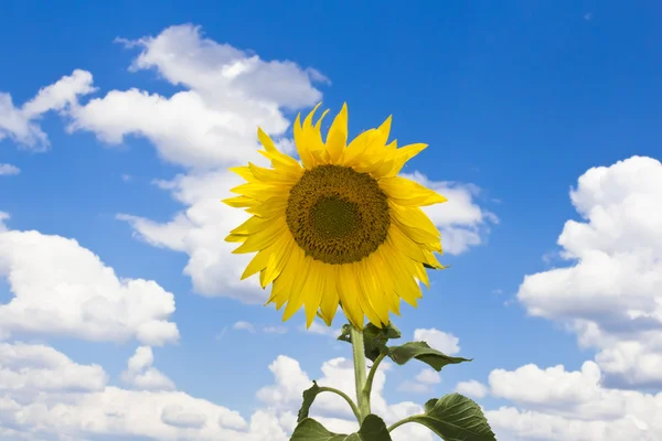 Bloomed sunflower — Stock Photo, Image