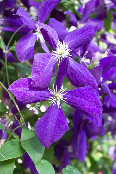 Flowered clematis — Stock Photo, Image