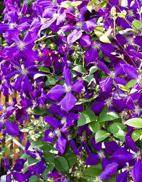 stock image Flowered clematis